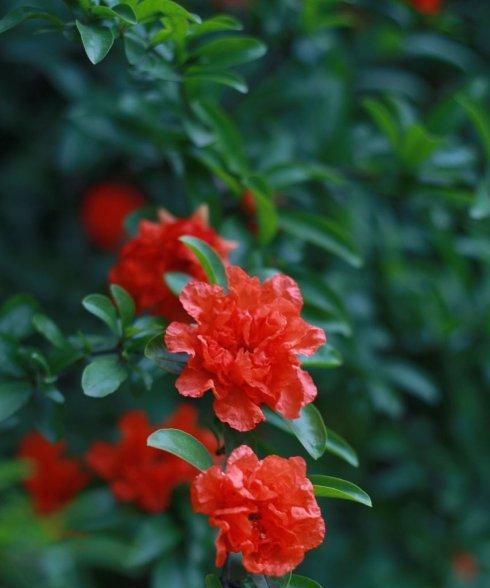 孤傲之花（以白玫瑰为例）