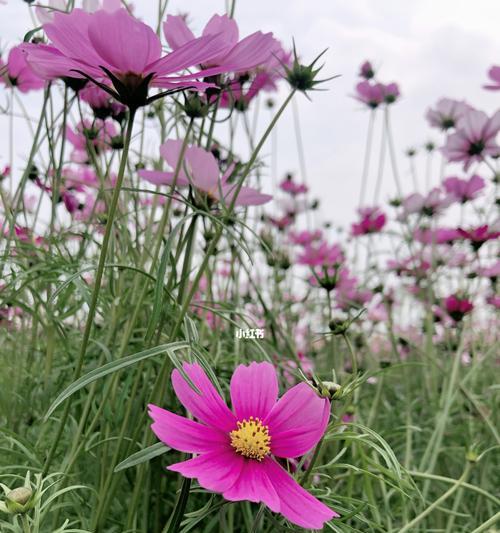 花语鼓励人——以向日葵的花语为例（传递阳光与勇气的向日葵花语）