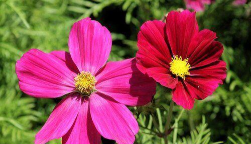 以百合花的花语探讨友谊之美（百合花花语的解读及与友谊的关联）