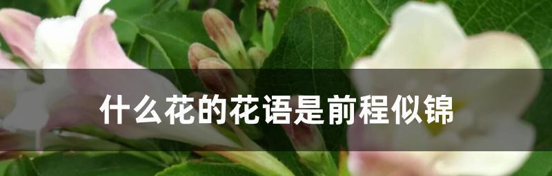 以太阳花为主题的花语——光的启示（太阳花传递希望与勇气的力量）