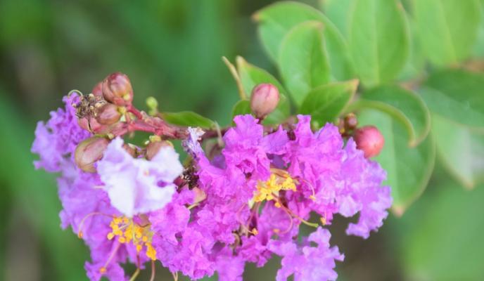 幸运花语——以菊花为主题的好运气之源（探索菊花的花语和象征意义）