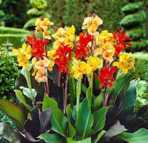 坚强如花——探寻以菊花为花语的坚强主题（以菊花为象征的坚毅）