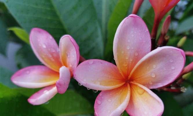 力量绽放——以牵牛花为主题的坚强不屈花语（牵牛花的花语与生命的抗争）