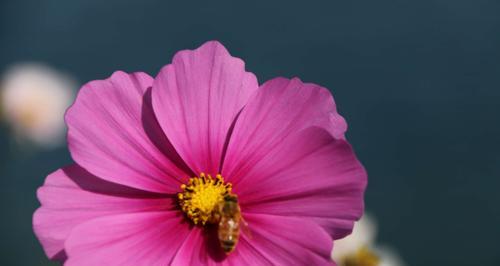 力量绽放——以牵牛花为主题的坚强不屈花语（牵牛花的花语与生命的抗争）