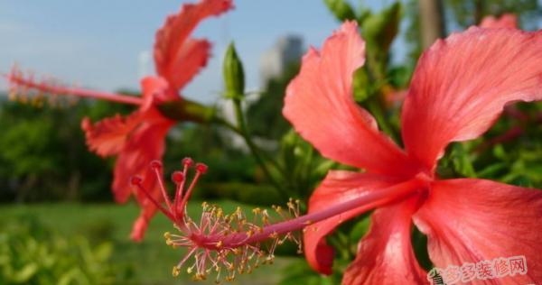 金榜题名的花语——桃花（桃花的寓意与象征）