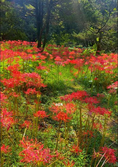 绝望之花（探索康乃馨花语中的绝望情绪）