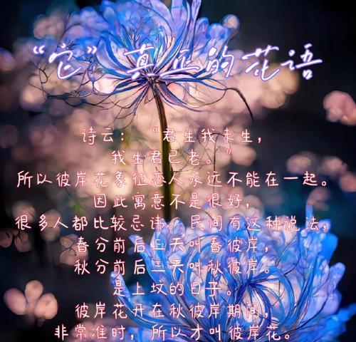 绝望之花（探索康乃馨花语中的绝望情绪）