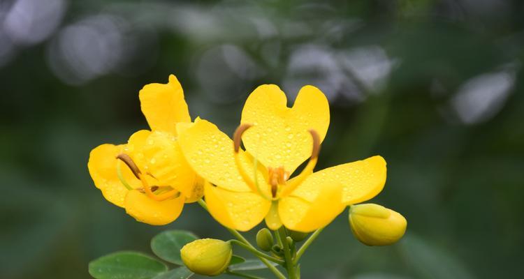 快乐之花——向快乐致敬的花语（用花语传递快乐的力量）