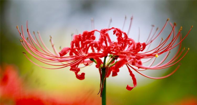 冷漠花语——一束冷漠的花朵传递的信息（探寻冷漠花语中的情感谜团）