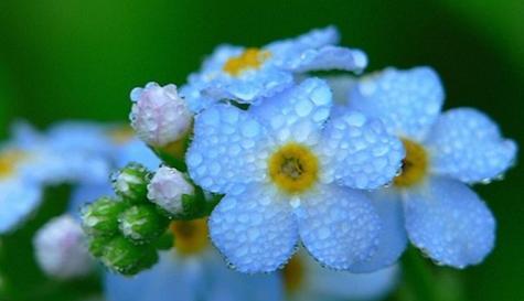 迷茫之花（探寻菊花的花语）