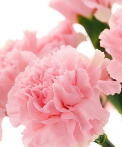 母爱之花——康乃馨（柔情似水）
