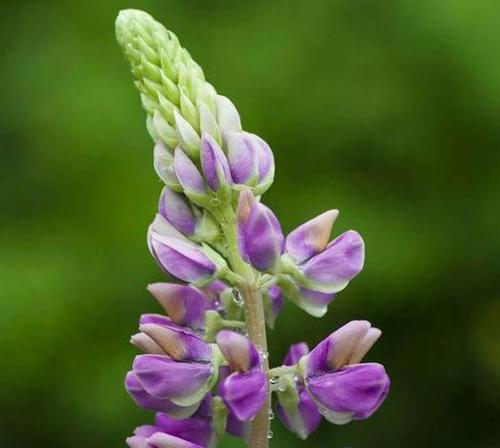 母爱之花——康乃馨（柔情似水）