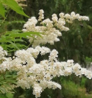 用菊花诠释努力的花语（以菊花为载体）