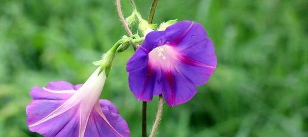 用菊花诠释努力的花语（以菊花为载体）