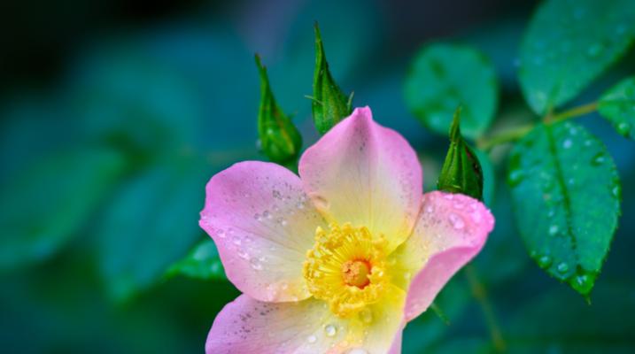 破镜重圆的花语（以什么花的花语表达破镜重圆的美好与祝愿）