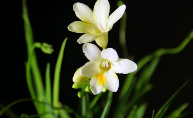 奇迹之花——以什么花的花语为主题的探索（探索奇迹的花语世界）