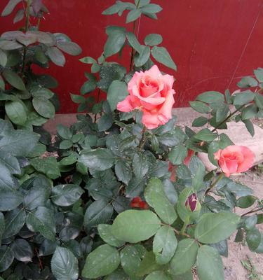 用红玫瑰诉说热烈的爱（盛开在爱河中的红玫瑰）