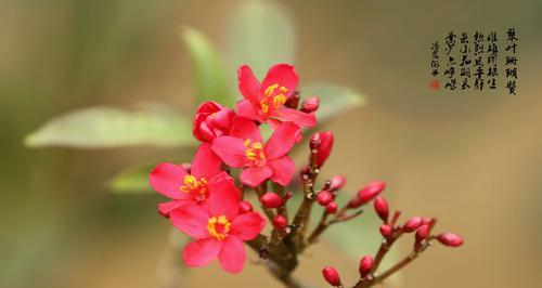 热情洋溢的灿烂花语（以太阳花为主题的花语魅力）