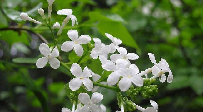 思念与等待的花语——浪漫的白玫瑰（浪漫）