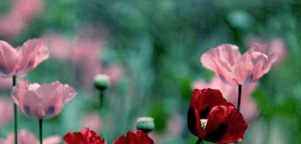 花语之死（百合花与死亡的深刻象征意义）