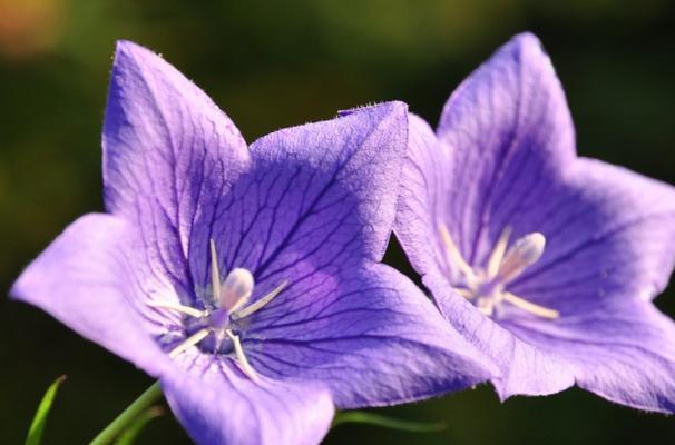 挽留之花——蓝色风铃花的花语（守护与留恋的微妙表达）