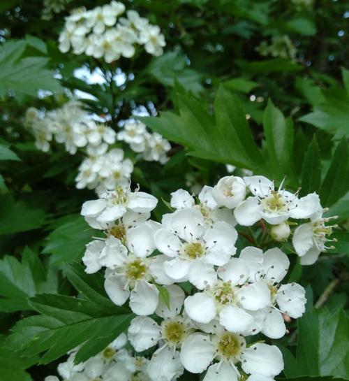 的爱（传递永恒情感的百合花语）