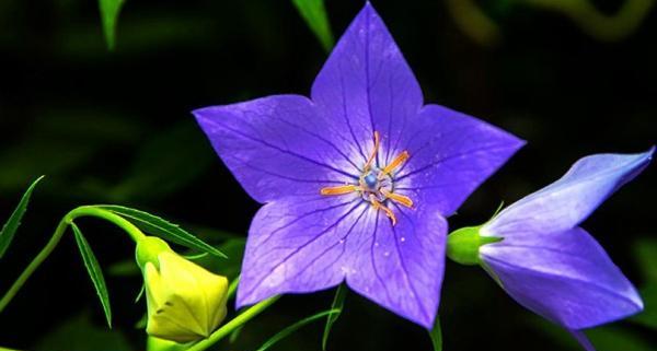 以菊花为主题的花语传递希望（菊花的花语及其对人们的启示）