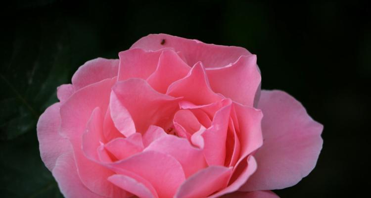 以菊花为主题的花语传递希望（菊花的花语及其对人们的启示）