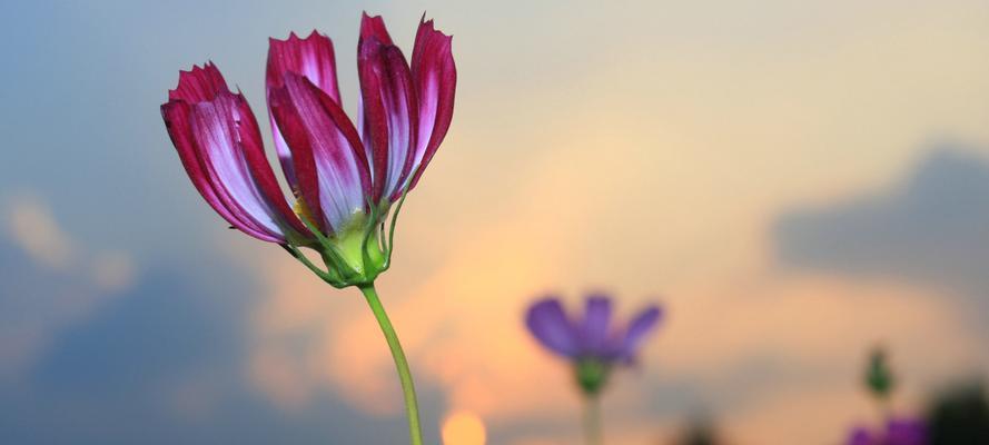 以百合花为主题的兄妹情深（探索兄妹之间的情感纽带与价值观传承）