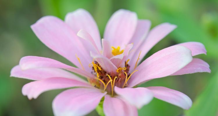 花语中的羞涩——以胭脂为主题的花语（透过花语传达的内敛与害羞之情）