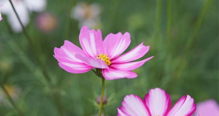 花语虚伪的深意（揭示虚伪的花朵之语）