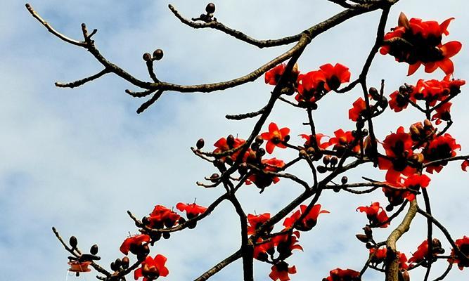 英雄之花（揭秘花语中的英雄主题及其中的代表性花朵）