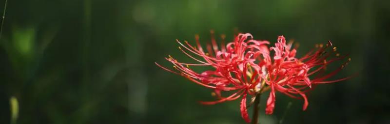 永不再见，情意终结的花语（以菊花为代表的永不再见之意）