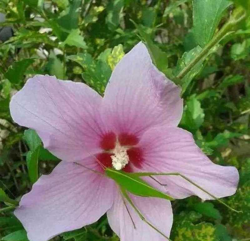 永恒的爱——玫瑰花的花语（传递爱的使者——玫瑰花的不朽情感）