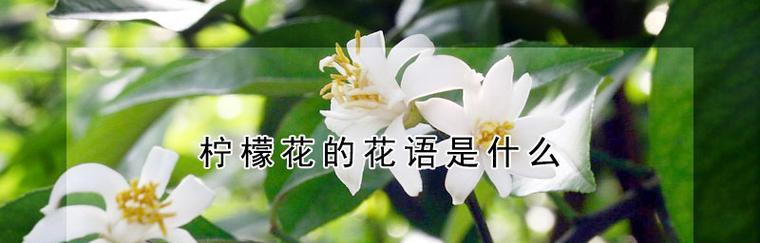 永远爱你——以玫瑰花语为主题的文章（花开花落）