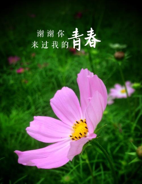 永远快乐的花语——以向日葵为例（向日葵）