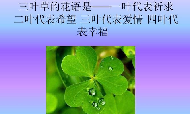 花语揭示的幸福秘密（以满天星花的花语为主题解读幸福密码）