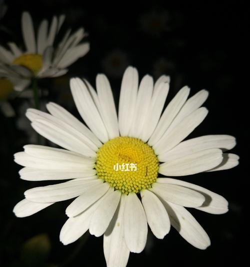 勇敢如蔷薇花语启迪内心（探索勇气的花朵——蔷薇的花语）