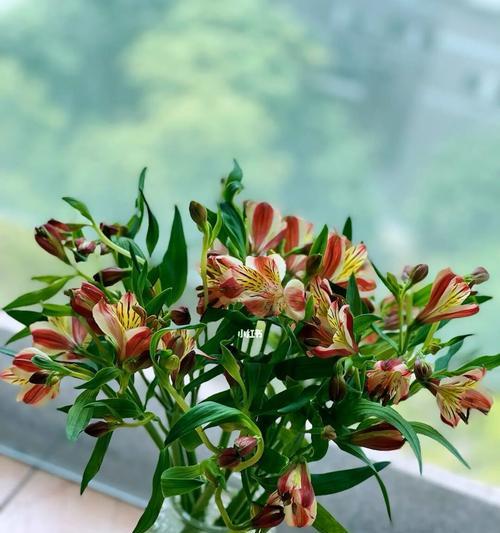 友谊长存——以百合花的花语为主题（百合花）