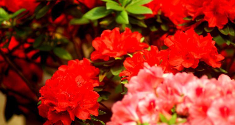 友谊长存——以百合花的花语为主题（百合花）