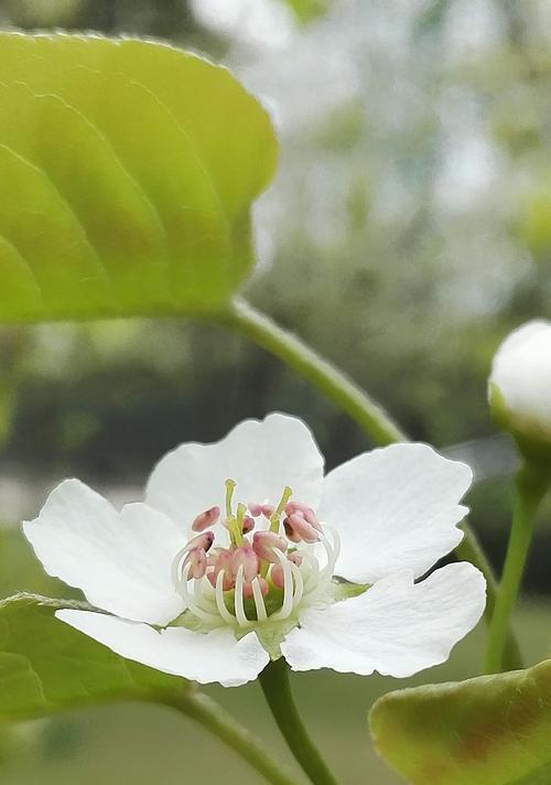 别离之花（以百合花为主题的告别之意）