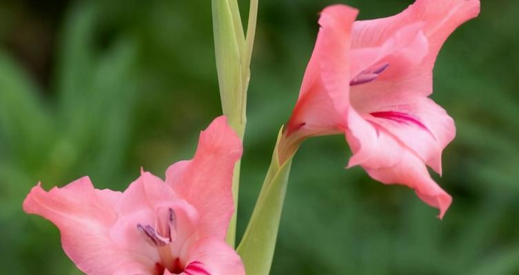 责任之花——百合的花语（用百合花诉说责任的美好）