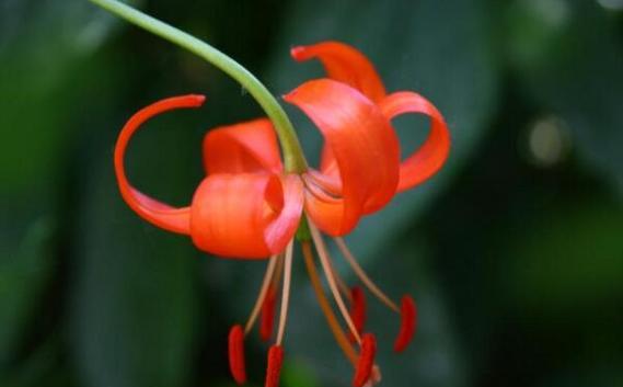 自律之花——勤奋百日花开（以菊花为象征）