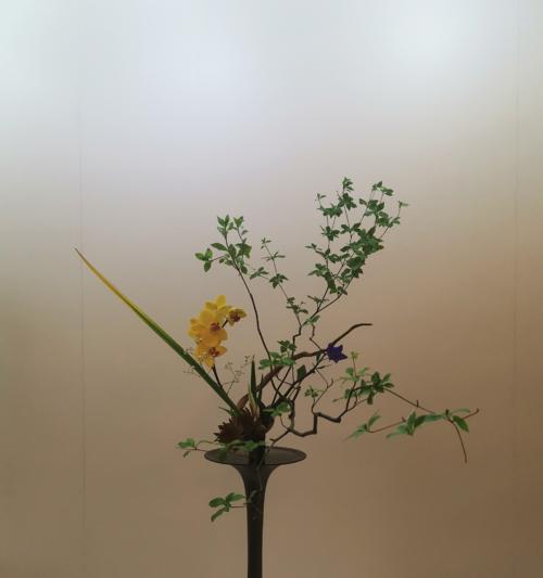 以蝴蝶兰的花语为主题的文章（展现自由的美丽——蝴蝶兰花语解读）