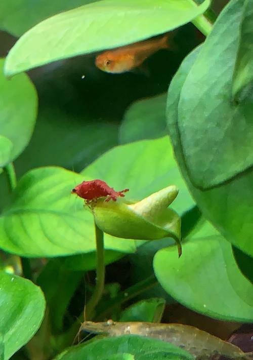 水草开花之美与寓意（揭示水草开花的奥秘及其象征意义）