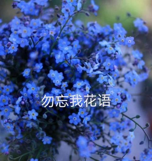 水晶草花语（美丽多彩的花语世界）