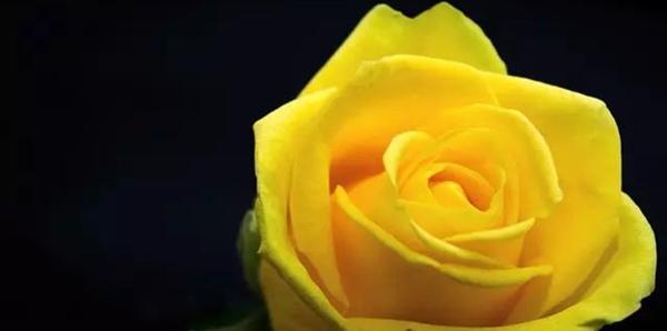 四朵玫瑰花的花语揭示人际关系的真谛（四朵玫瑰花的花语）