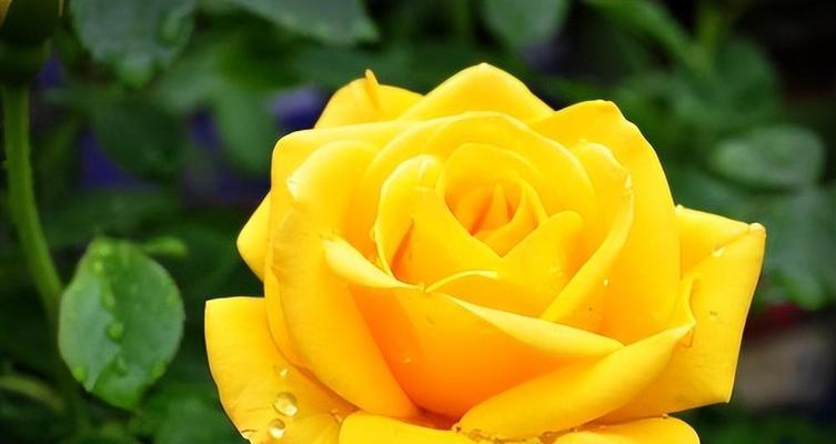 四朵玫瑰花的花语揭示人际关系的真谛（四朵玫瑰花的花语）