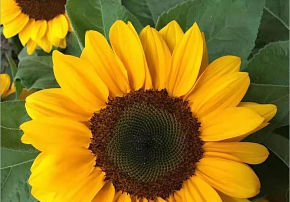 太阳花的象征意义及意思解析（探寻太阳花背后的象征力量）