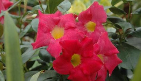 万重山开花（山间花开）